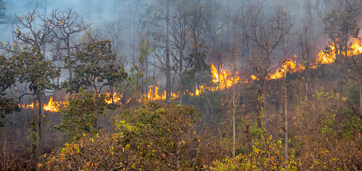 Desastre medioambiental